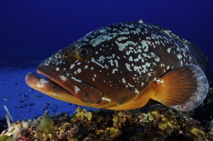 foto di Mauro Apuleo