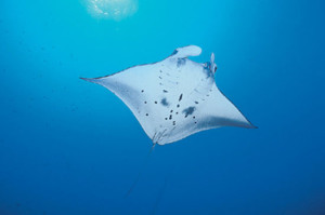manta